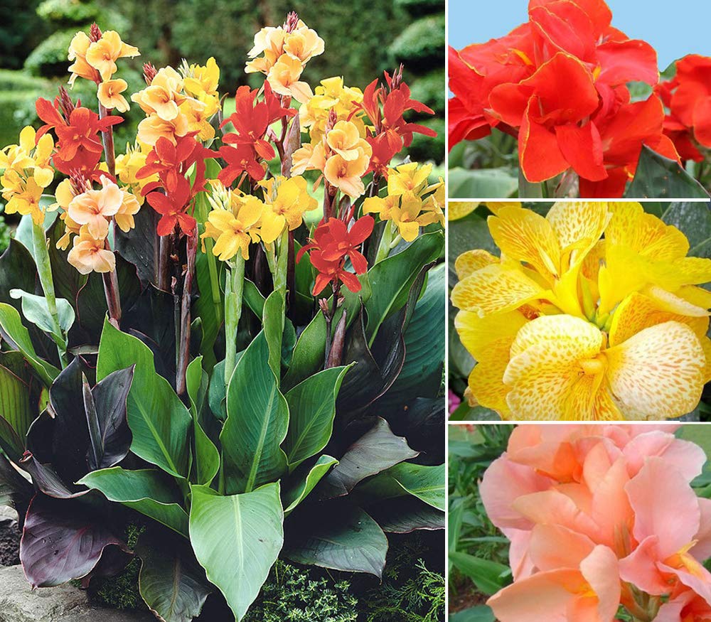 Mixed cane lily seeds sprouting into bold-leaved exotic perennials or bonsai with tropical flower spikes in mixed colors